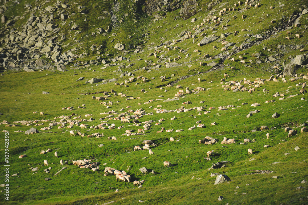 Naklejka premium Sheep and Stones