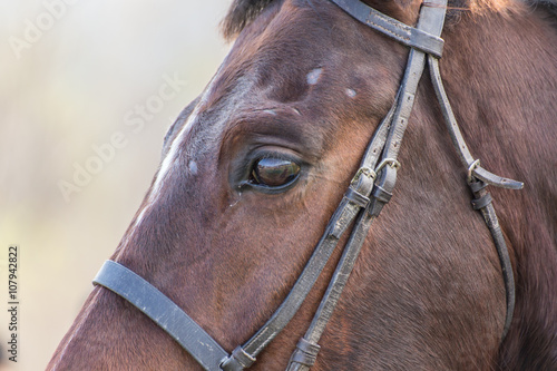 Brown horse portrait © nikolay100