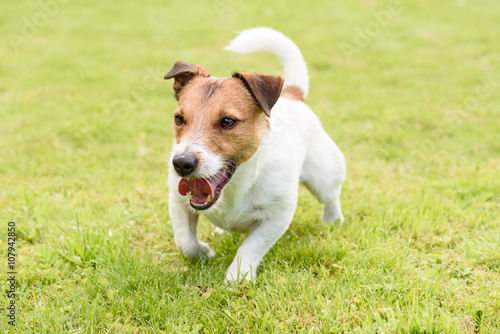 Active happy funny terrier dog running and playing 