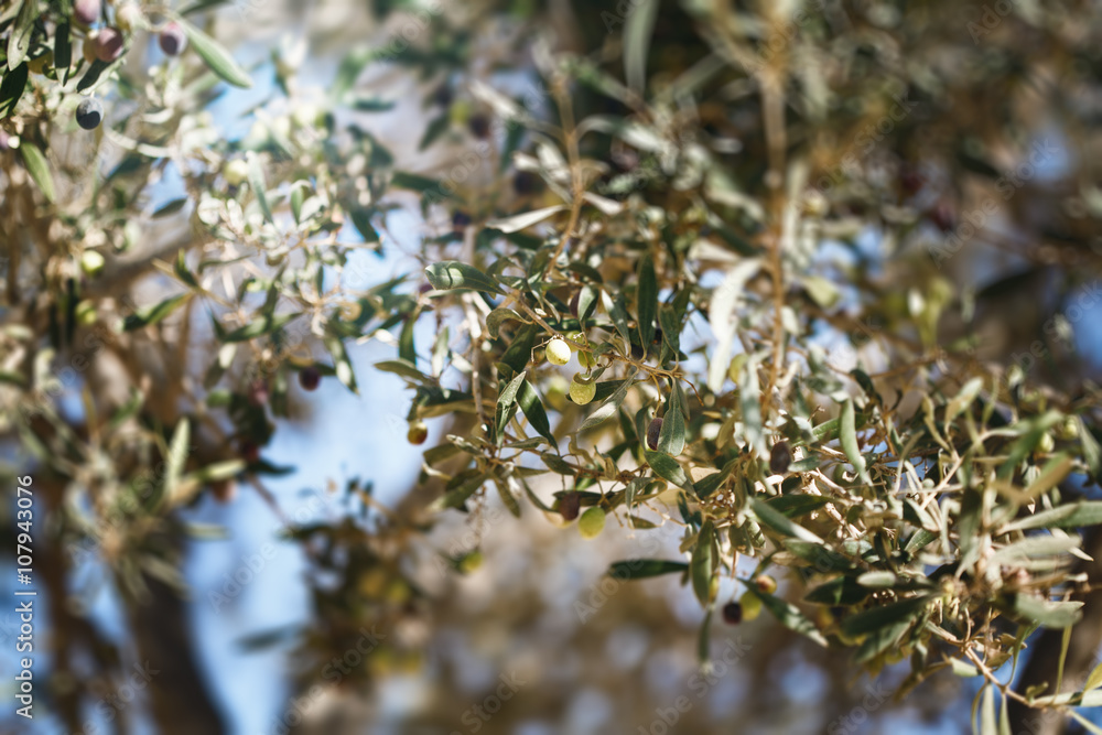 Olive tree branch with fruits Olive tree branch with fruits