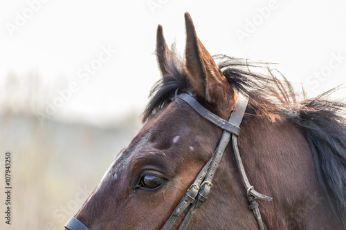 Brown horse portrait