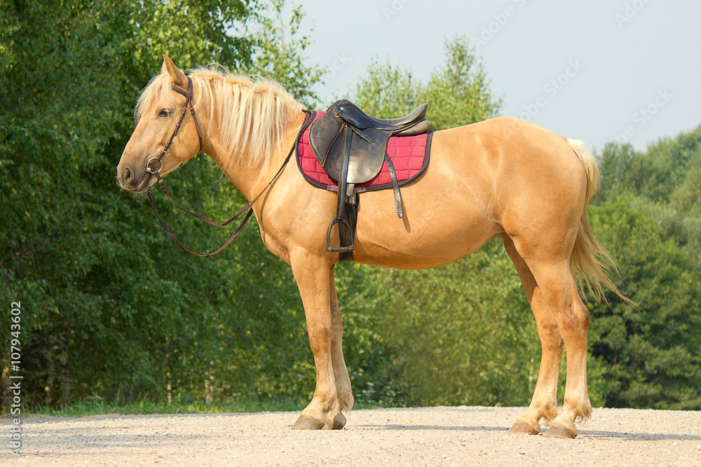 Obraz premium Riding horse in a bridle and saddle 