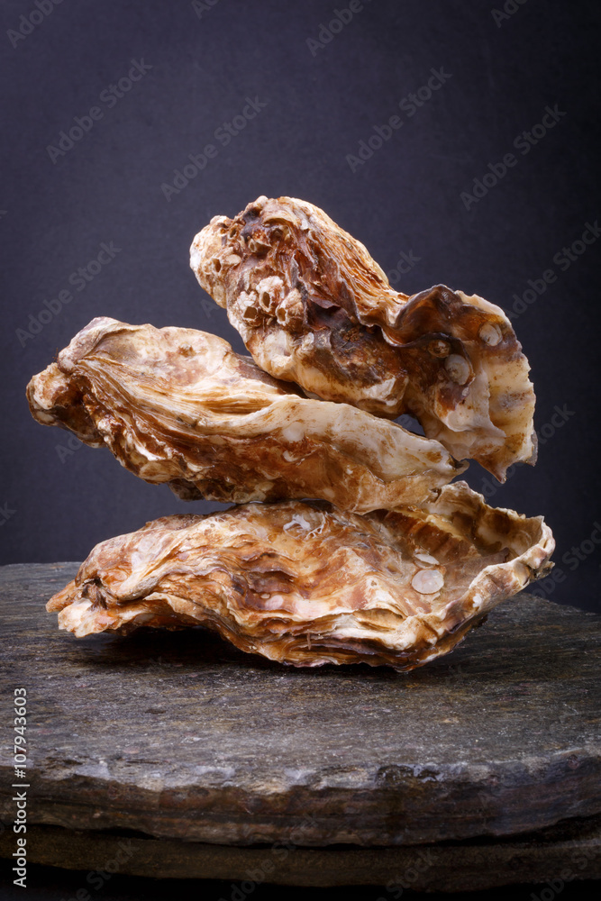 Oysters first size on the rock. fresh raw gourmet seafood Oysters first size on the rock. fresh raw gourmet seafood