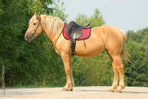 Fototapeta Riding horse in a bridle and saddle