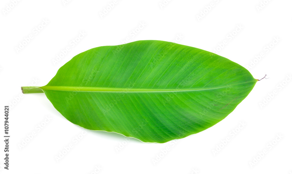 Fototapeta premium banana leaf