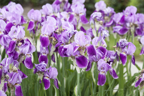Tablou pe pânză Beautiful irises in the meadow in the Park