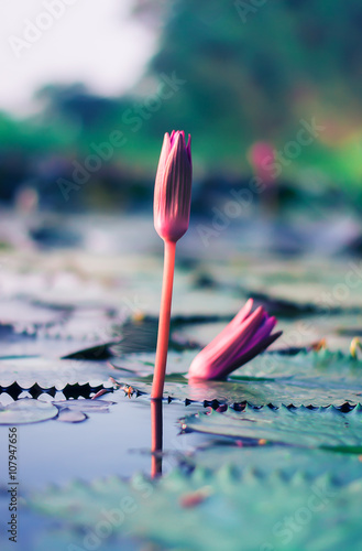 Beautiful lotus flower colorful © ORB