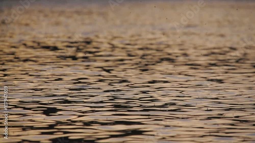 Closeup of river water at sunset in slow motion. Insects interact with the river ripples on a warm summers evening photo