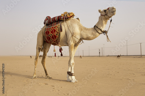 White Camel in the kuwait desert