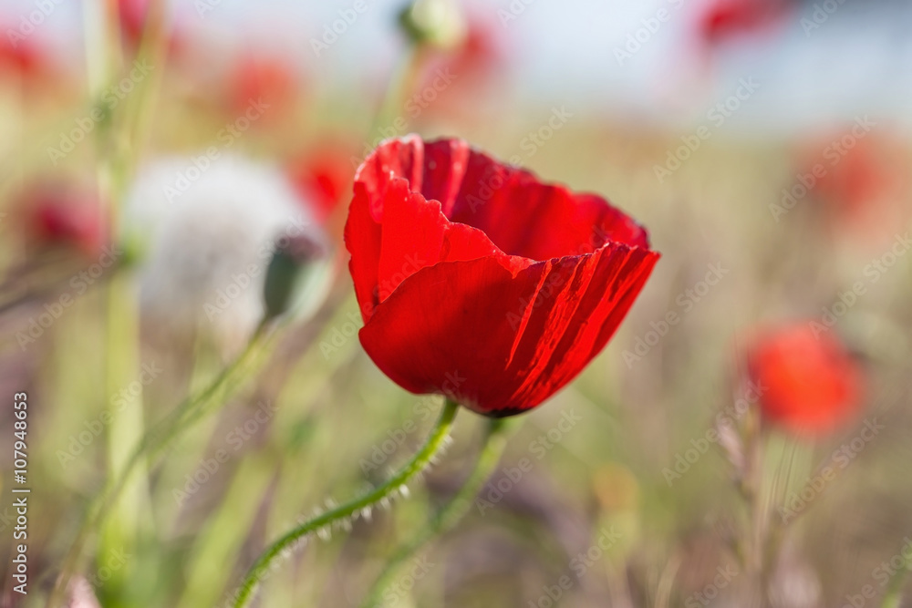 Naklejka premium Poppy red flower among grass.