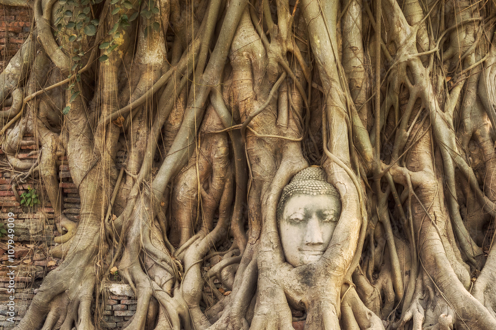 Obraz premium Head of Buddha statue in the tree roots at Wat Mahathat temple, Ayutthaya, Thailand. 