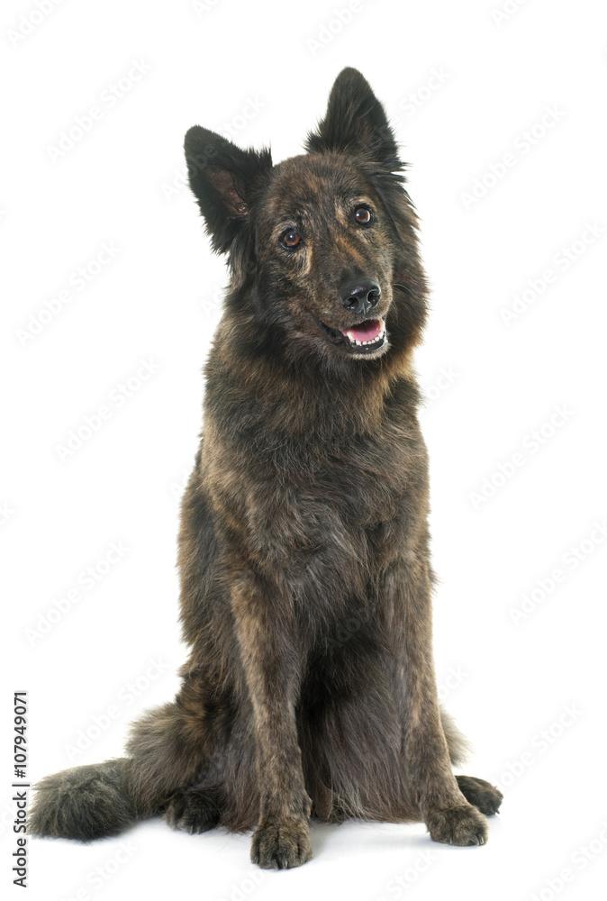 Dutch Long haired shepherd Dutch Long haired shepherd