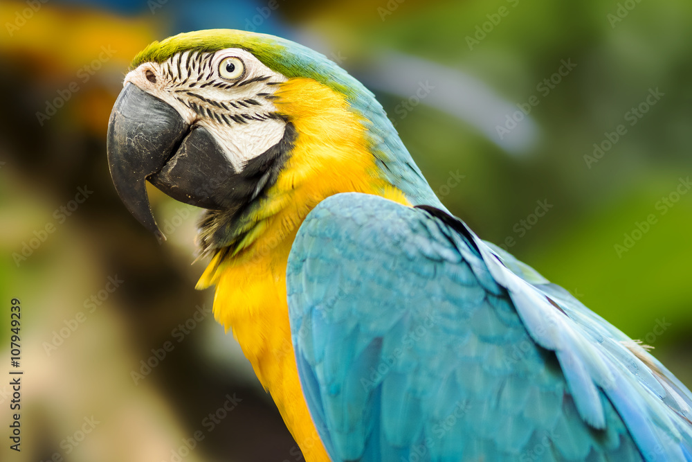 Blue and Gold macaw in natural setting near Iguazu Falls, Foz do Iguacu, Brazil. 
