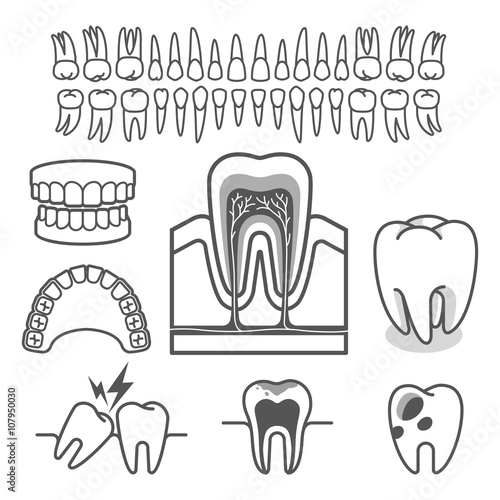 Human tooth anatomy. Vector illustration.
