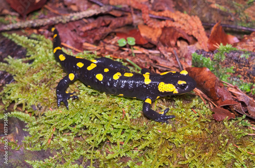 Fire salamander (Salamandra salamandra) in a wood of the Italian Alps 