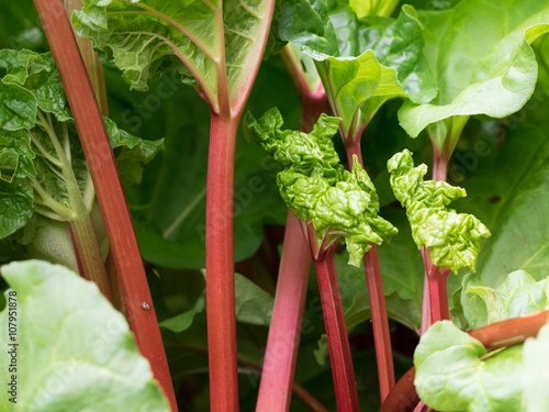 Фотография Ripe red stems of rhubarb (Rheum rhabarbarum) in garden