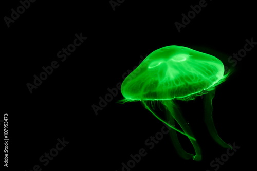 Moon jellyfish (Aurelia aurita) in aquarium.