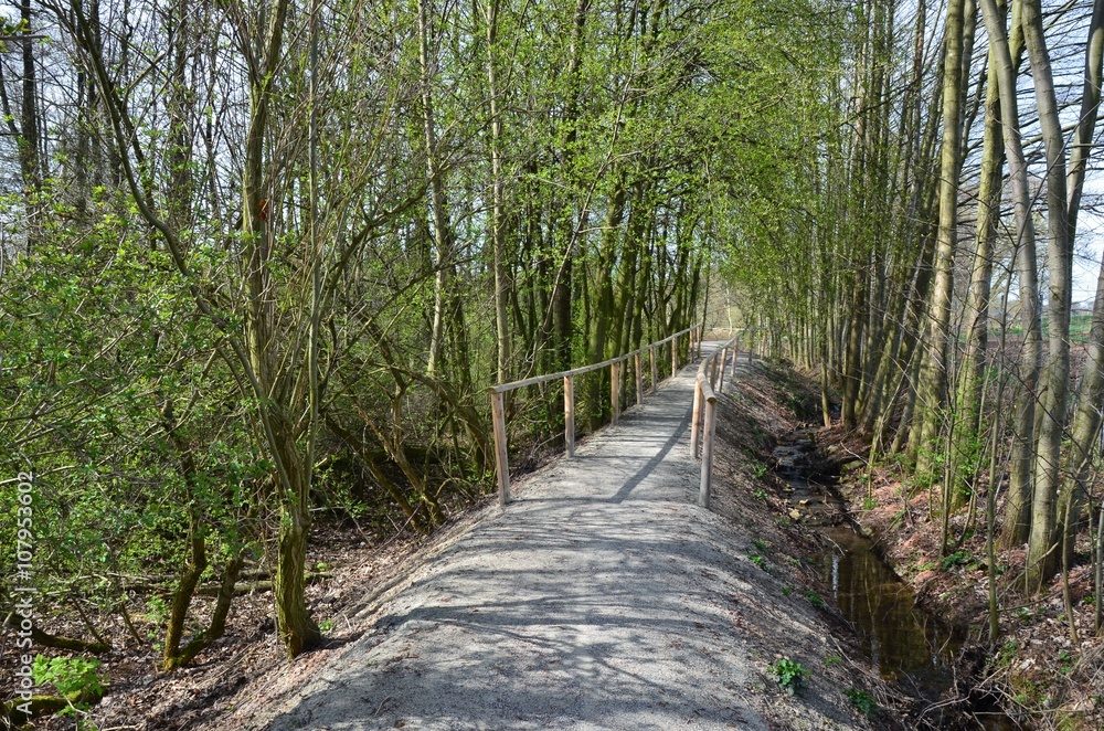 Obraz premium Aufgeschütteter Waldweg unter Bäumen