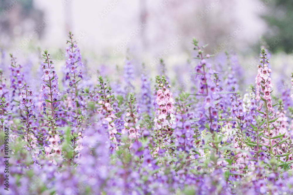 Purple lavender flowers in the field Purple lavender flowers in the field
