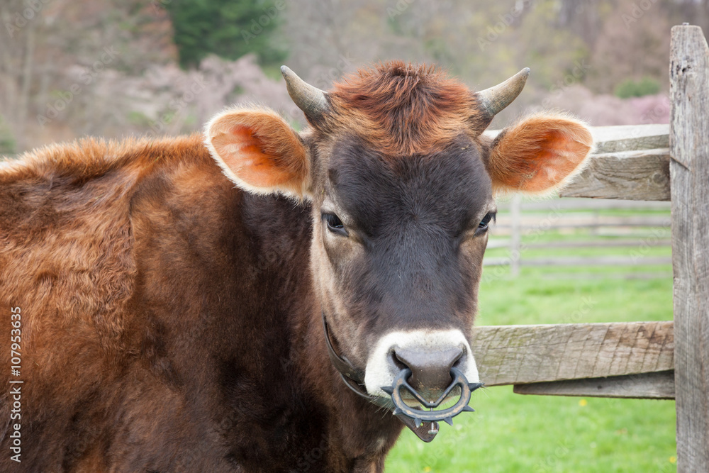 Brown Female Calf