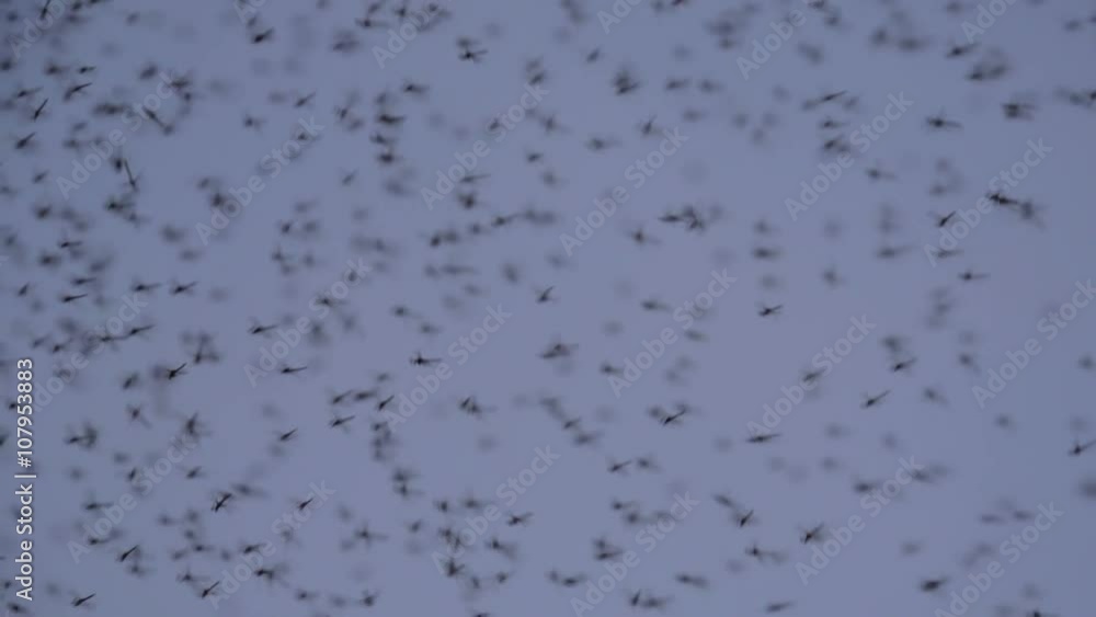 A large swarm of flies at dusk. Shot in slow motion at 240 fps. A large swarm of flies at dusk. Shot in slow motion at 240 fps.