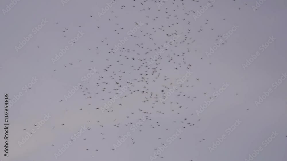 A large swarm of flies at dusk. Shot in slow motion at 240 fps. A large swarm of flies at dusk. Shot in slow motion at 240 fps.