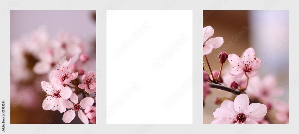 Kwitnący kwiat wiśni - obrazy, fototapety, plakaty 