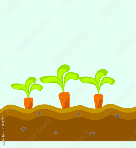 Three carrots grow in the ground