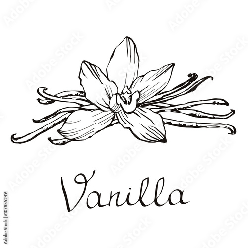 Vanilla beautiful flowers and beans. Hand drawn sketches vector illustration on white background in vintage style.