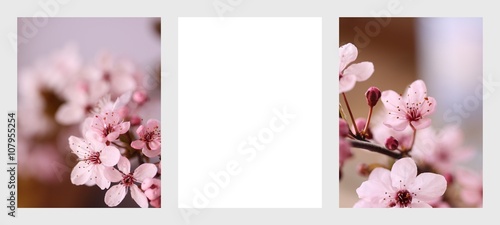 Panel kuchenny z motywem Kwitnący kwiat wiśni