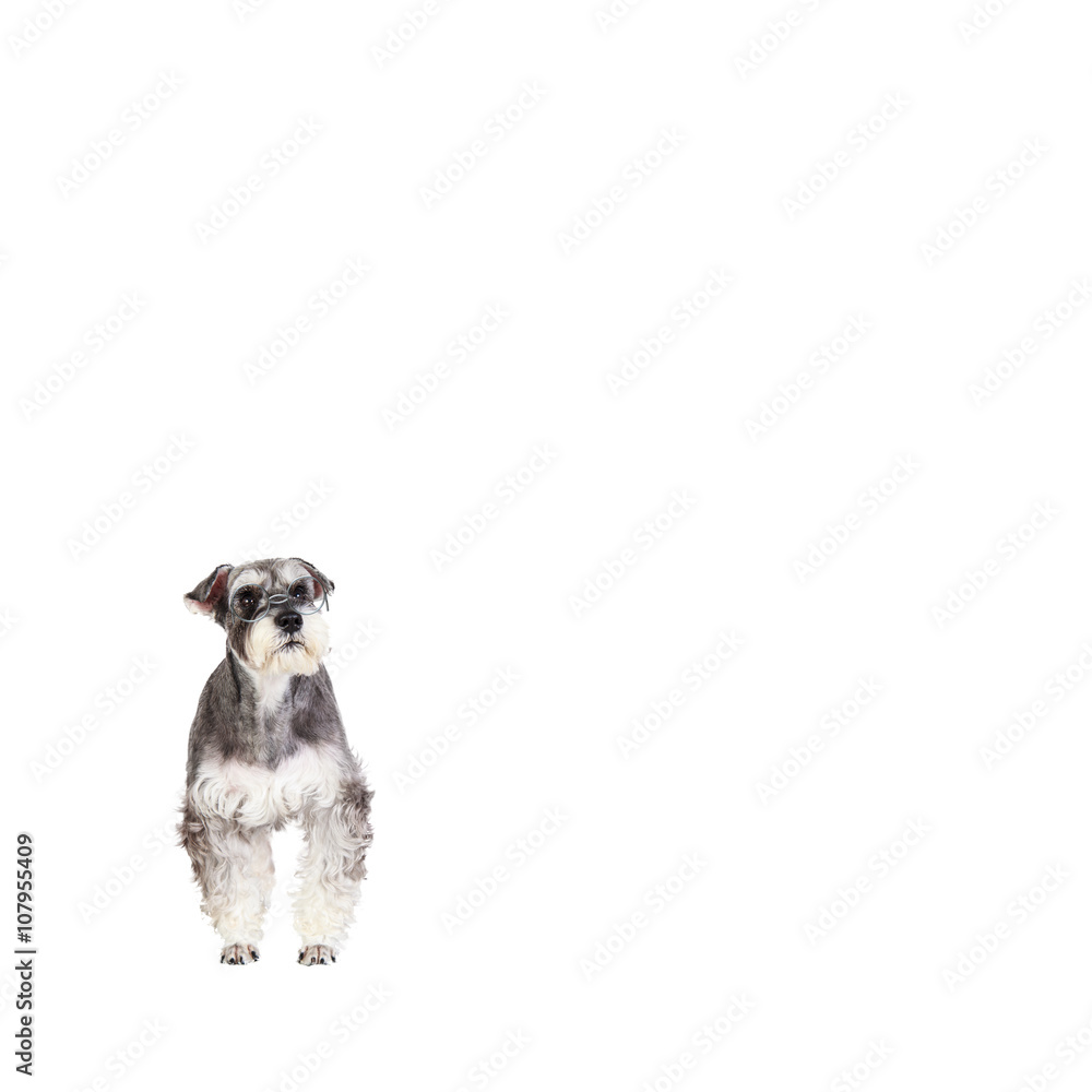 The Miniature schnauzer isolated with white background