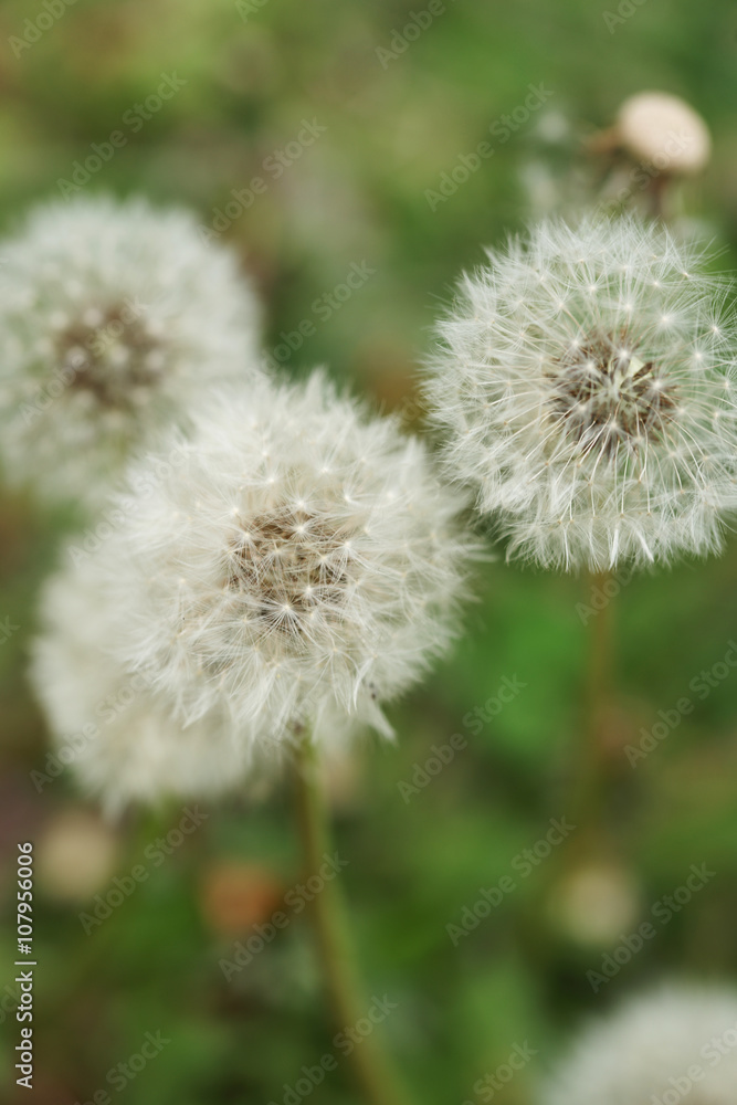 Obraz premium Одуванчик