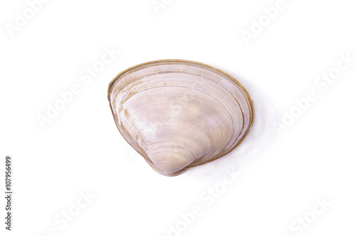 seafood, clams isolated on white