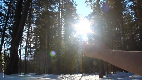 Rising Sun on the palm of the hand in a pine forest, shooting against the light