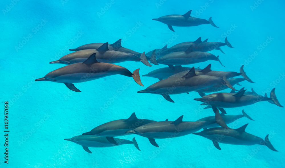 Fototapeta premium Spinner dolphins scene from above