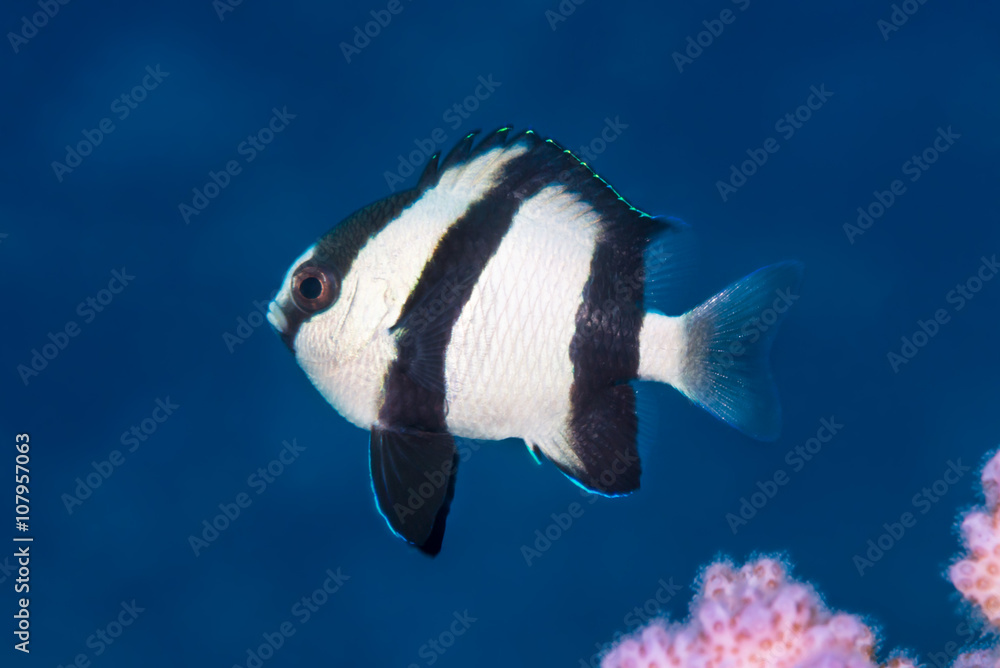 Fototapeta premium One humbug dascyllus underwater