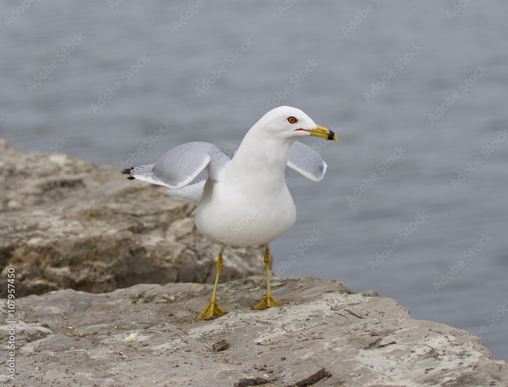 Funny photo of the serious gull near the lake Funny photo of the serious gull near the lake
