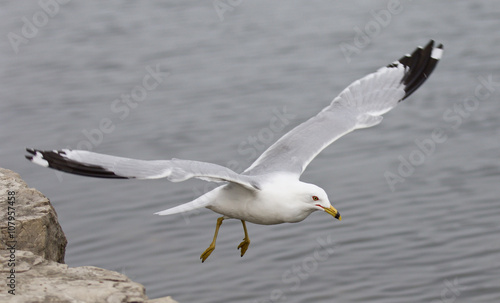 Beautiful image with the gull's take off from the shore