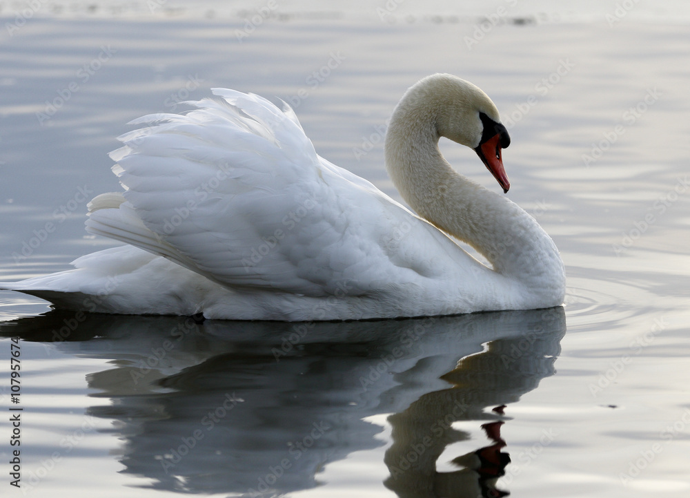 Obraz premium Beautiful image with the swan in the lake on the sunset