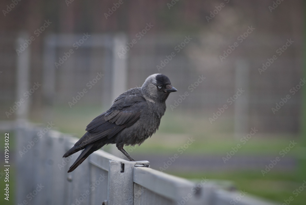 Fototapeta premium Kawka