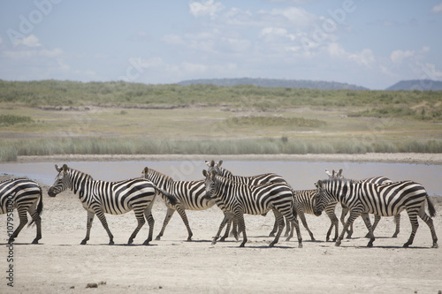 Portrait of wild free roaming zebra 