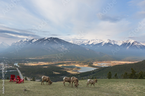 view point of banff national park