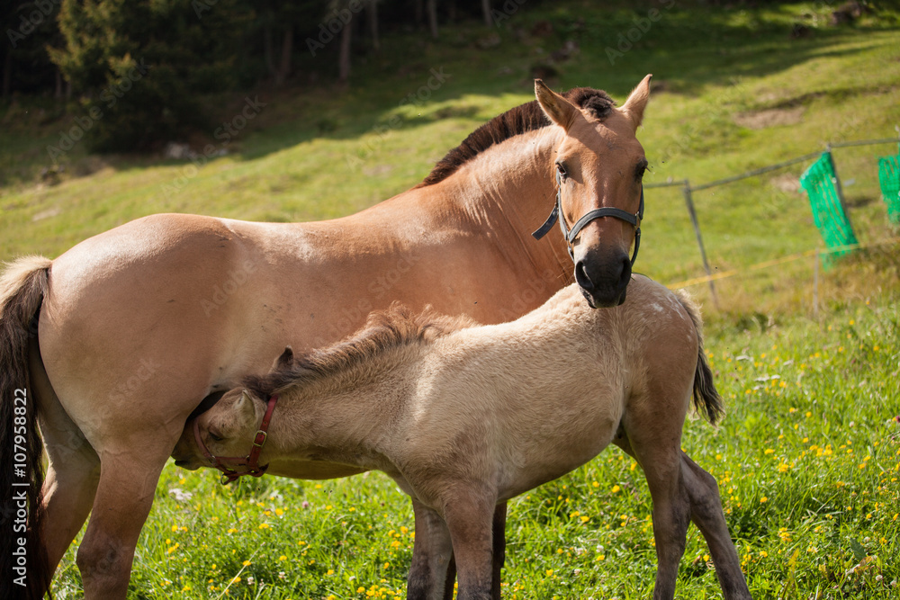 puledro che prende il latte dalla cavalla tra l'erba puledro che prende il latte dalla cavalla tra l'erba