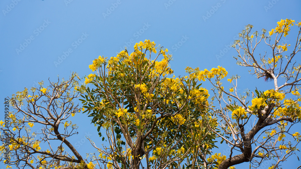 Flowering Tabebuia aurea. Flowering Tabebuia aurea.