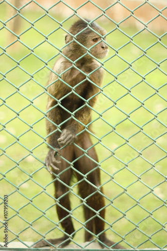 Baby monkey standing inside the cage © Aleemzahidkhan