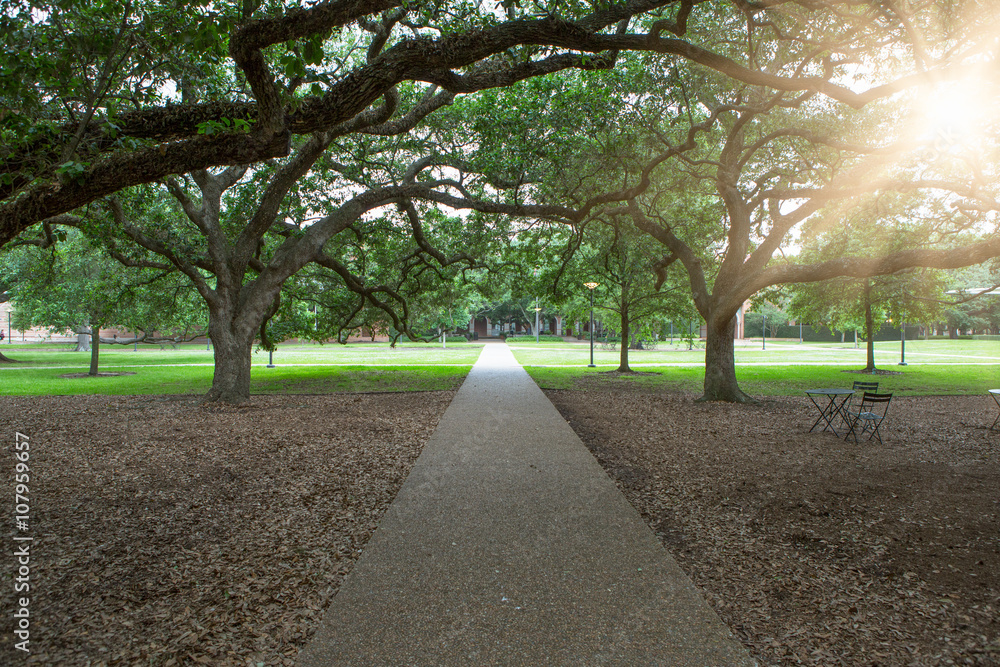 Fototapeta premium walkway through green garden