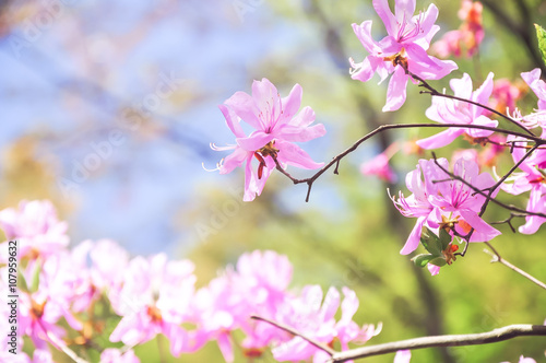 Spring cherry blossom with soft focus closeup