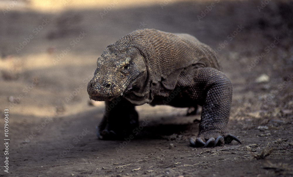 Obraz premium Jätteödlan kommer allt närmare på skoggstigen. Vi upplever ett härligt pojkäventyr på den indoneiska vulkanön Komodo tillsammans med