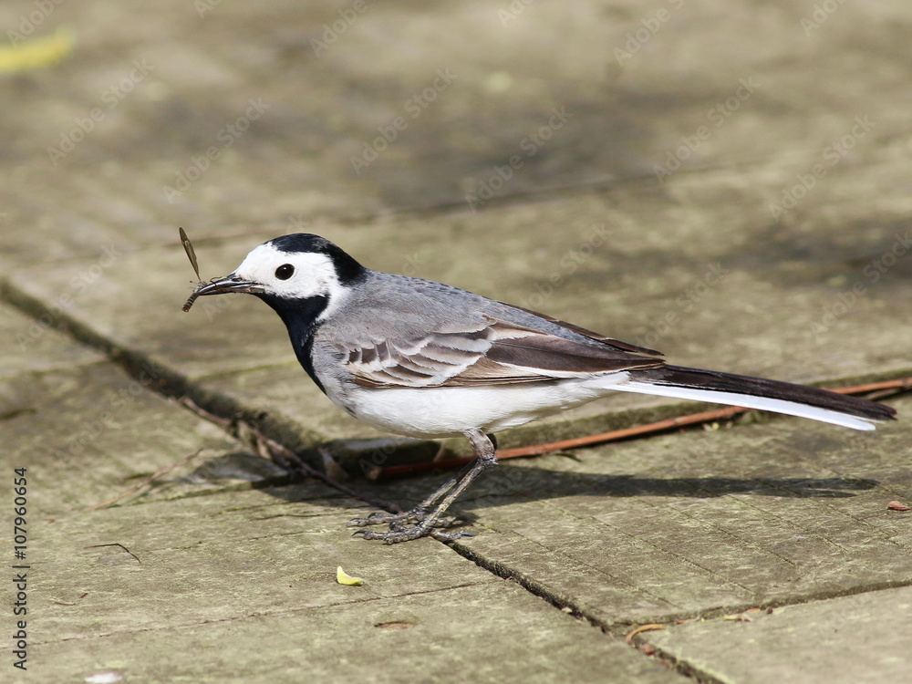 White Wagtail with catch, Motacilla alba White Wagtail with catch, Motacilla alba