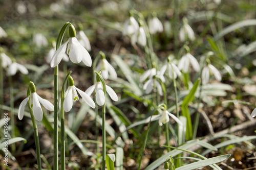 Snowdrops in the forest in Hungary
